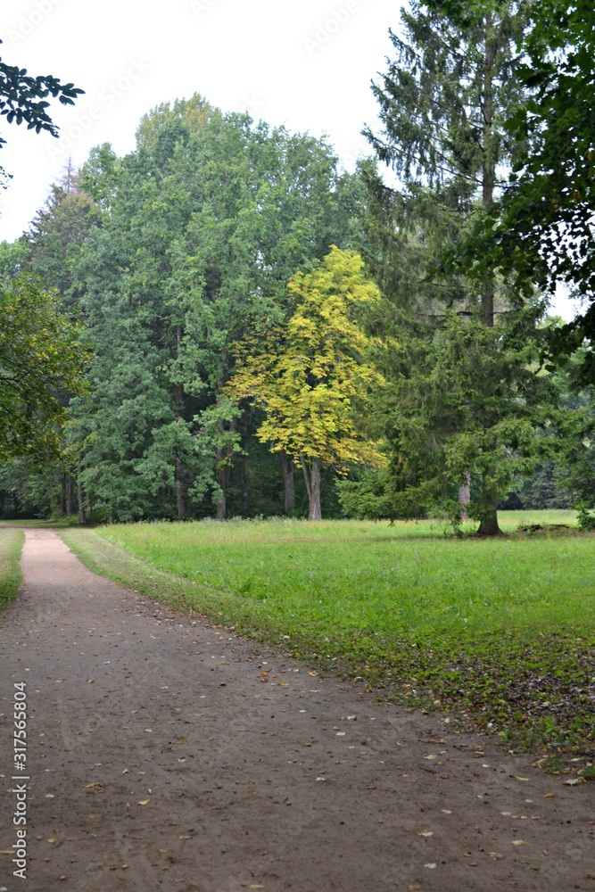 Drzewa w parku pałacowym w Białowieży - obrazy, fototapety, plakaty 