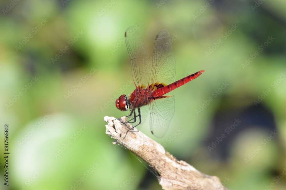 Dragonfly, Kumarakom Bird Sanctuary, Kerala, India Dragonfly, Kumarakom Bird Sanctuary, Kerala, India