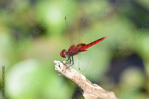Dragonfly, Kumarakom Bird Sanctuary, Kerala, India