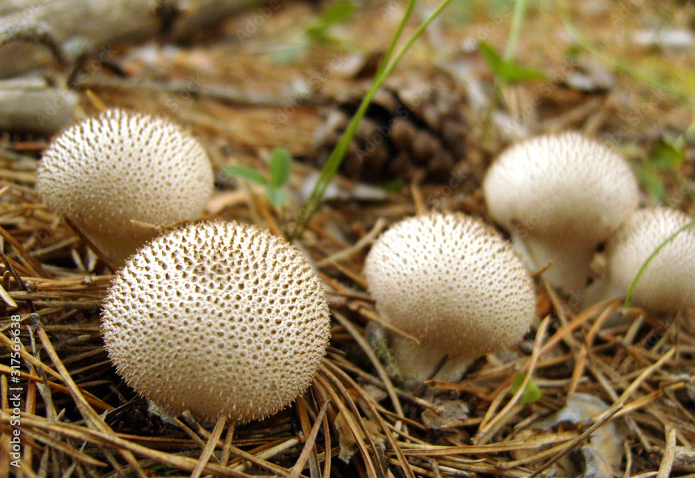Family of raincoat mushrooms in the forest. Rare edible raincoat mushrooms in the forest. Family of raincoat mushrooms in the forest. Rare edible raincoat mushrooms in the forest.
