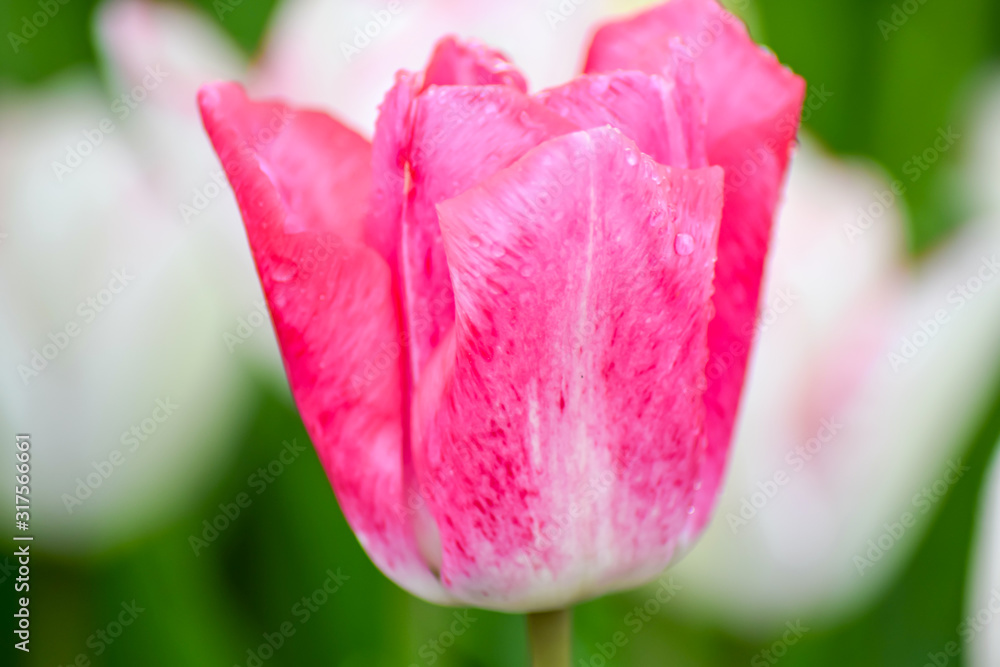 Pink tulips growing in garden at spring time. Tulip in spring freshness. Pink tulips growing in garden at spring time. Tulip in spring freshness.