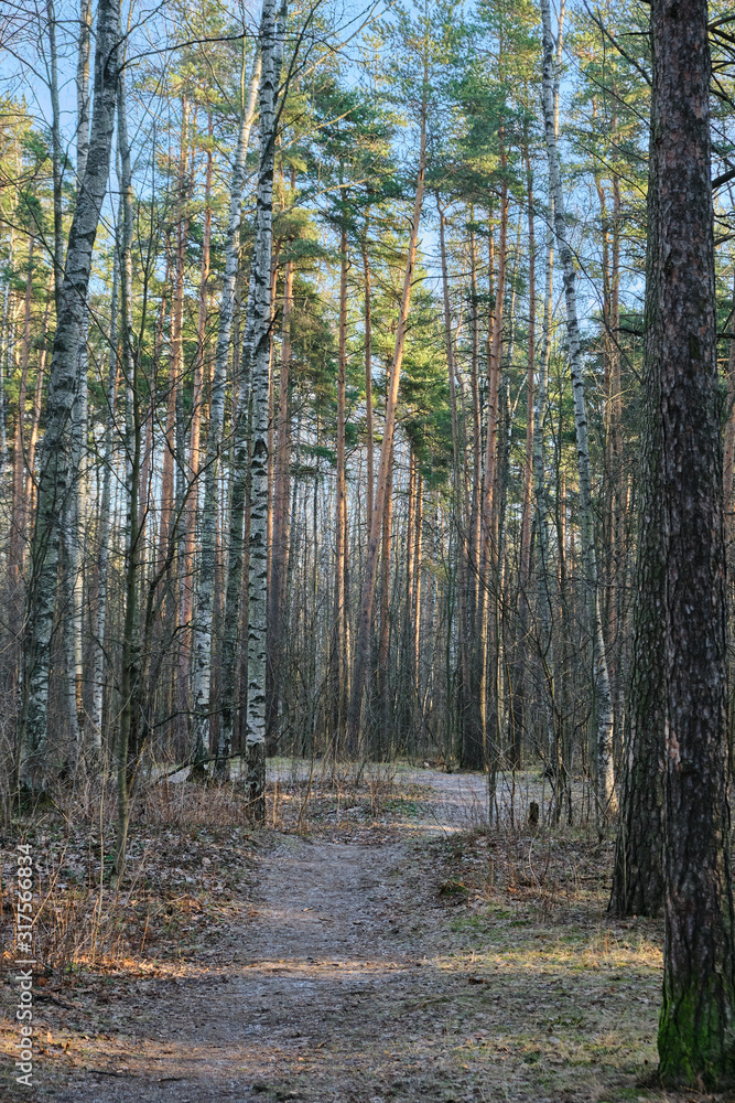 Obraz premium Beautiful pine forest pine park with pines, firs and birches in a sunny day with hard shadows and sunlight, lots of green trees.