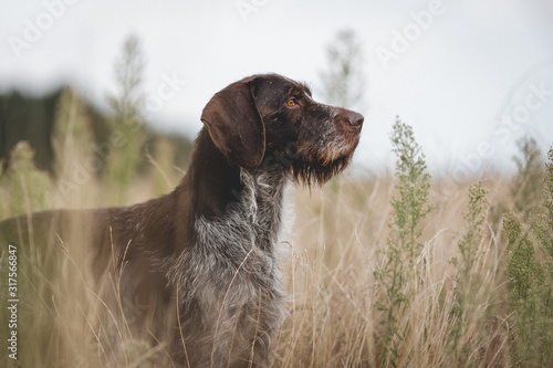 Seitliche Aufnahme von Deutsch Drahthaar Rüden, Vorstehhund im Feld photo