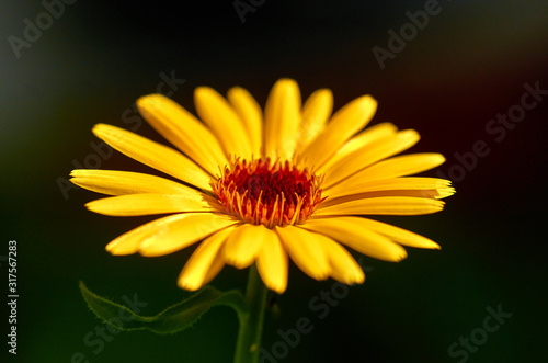 yellow flower on a dark background