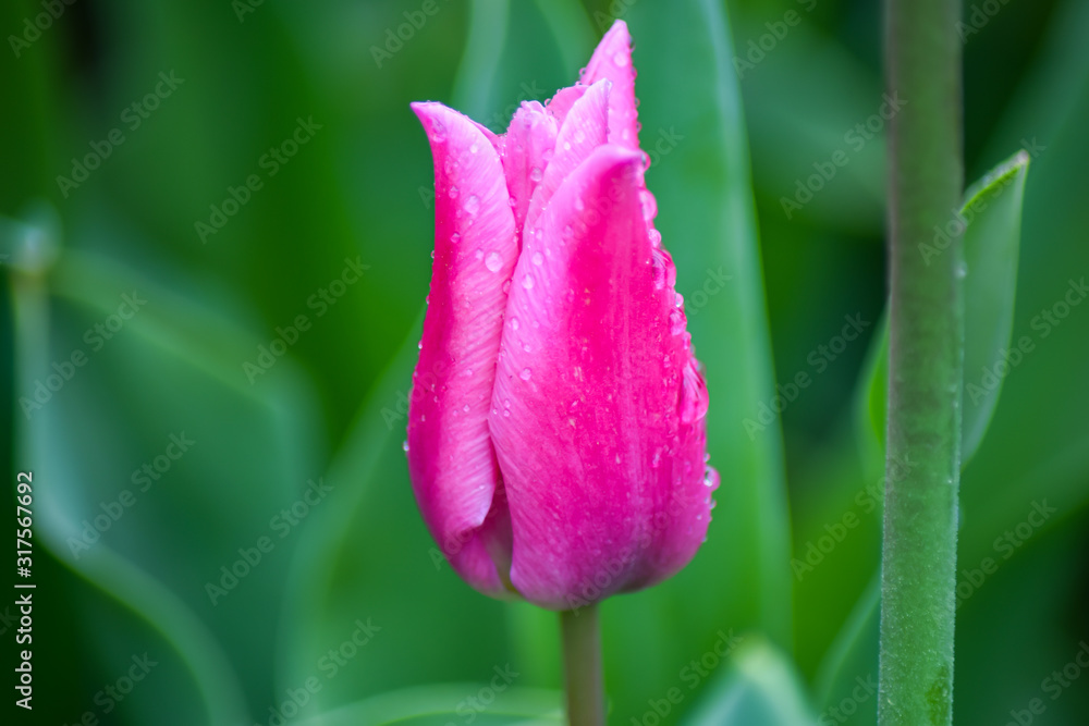 Pink Tulip after rain. The closed petals of a Tulip with rain drops on a green background. Transparent drops on pink petals. 