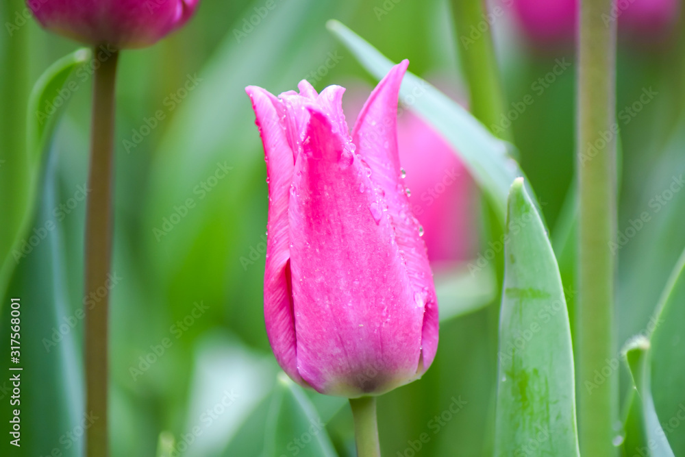 Naklejka premium Pink Tulip after rain. The closed petals of a Tulip with rain drops on a green background. Transparent drops on pink petals. 