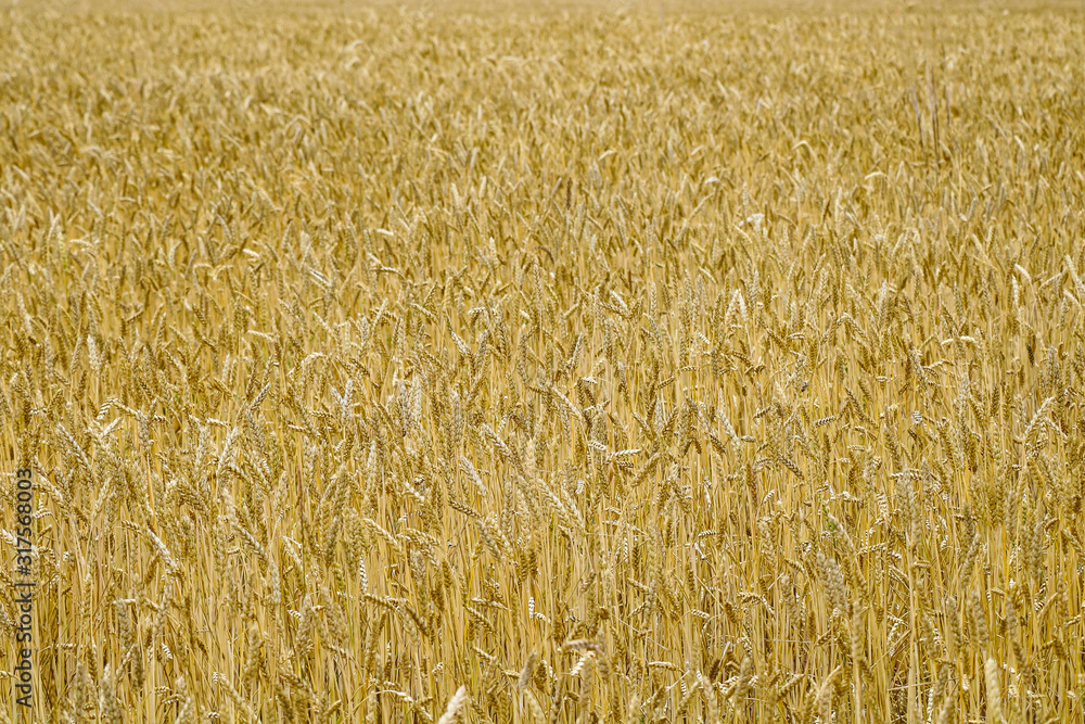 Fields of wheat at the end of summer fully ripe. Fields of wheat at the end of summer fully ripe.