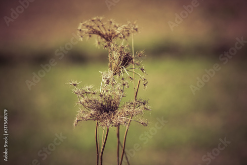 withered weeds © michal812