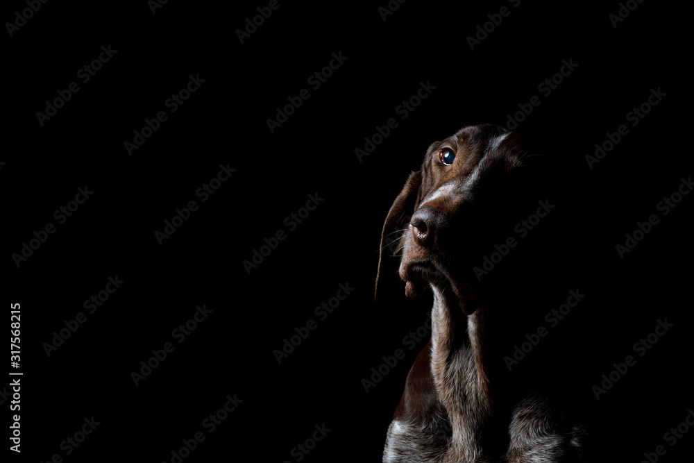 Dog breed pointers . Dog breed pointers .