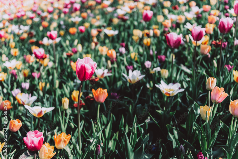 Obraz premium Close up of blooming flowerbeds of blossoming tulips during spring. One of the world's largest flower gardens in Lisse, the Netherlands.