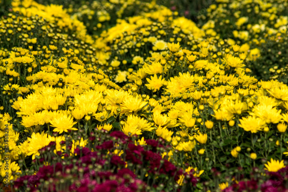 chrysanthemum flowers inside of a greenhouse chrysanthemum flowers inside of a greenhouse