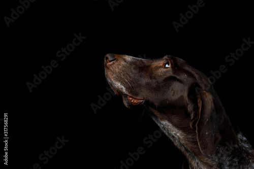 Dog profile shorthaired pointer .