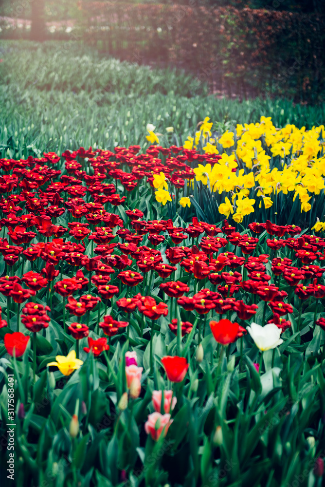 Close up of blooming flowerbeds of blossoming tulips during spring. One of the world's largest flower gardens in Lisse, the Netherlands.