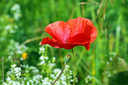 close up of red poppy flower in a field.