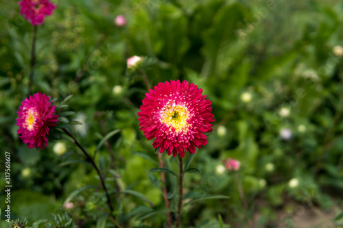 pink flowers in the field