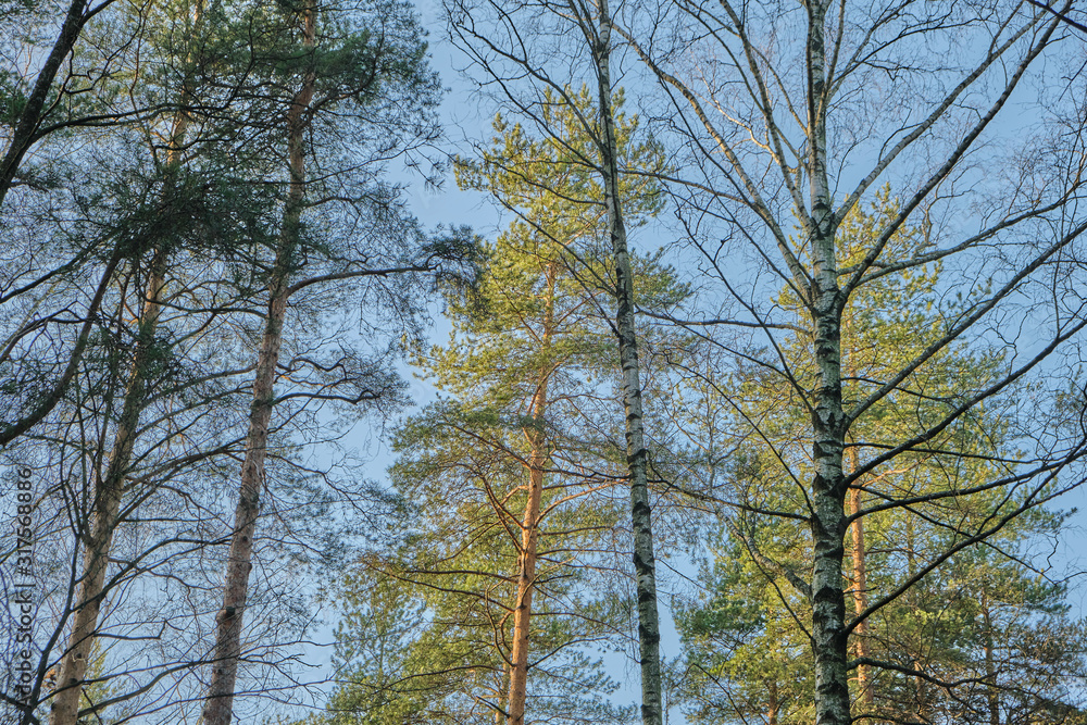 Beautiful pine forest pine park with pines, firs and birches in a sunny day with hard shadows and sunlight, lots of green trees. Beautiful pine forest pine park with pines, firs and birches in a sunny day with hard shadows and sunlight, lots of green trees.