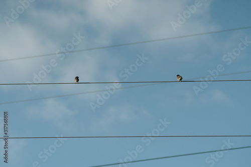birds sitting on power lines