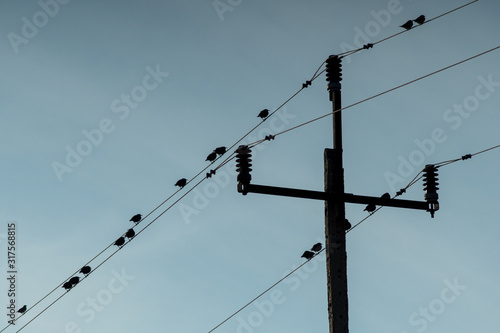 birds sitting on power lines