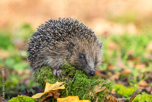 Hedgehog, wild, native, European hedgehog in natural woodland habitat with green moss and Autumn leaves. Facing right. Blurred background. Horizontal. Space for copy.