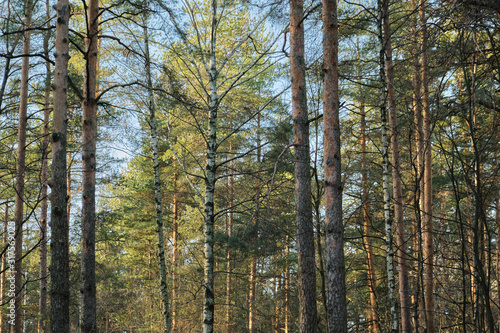 Beautiful pine forest pine park with pines  firs and birches in a sunny day with hard shadows and sunlight  lots of green trees.