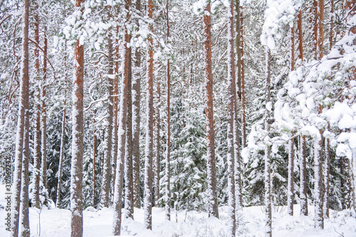 View of the forest in winter, tree trunks and snow, Nuuksio national park, Espoo, Finland