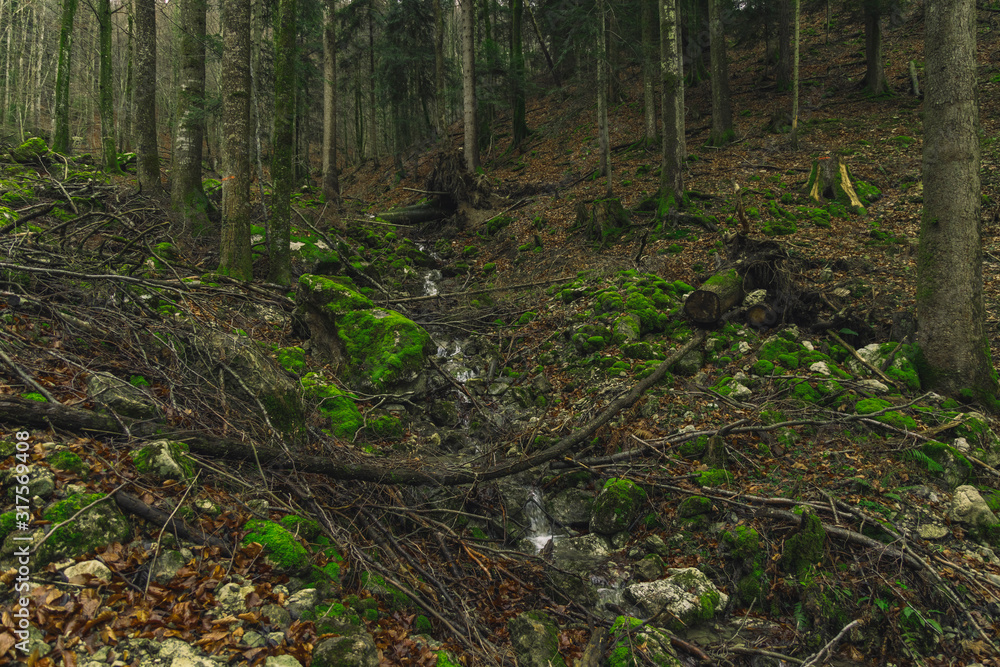 spring time moody green moss forest landscape scenic view spring time moody green moss forest landscape scenic view