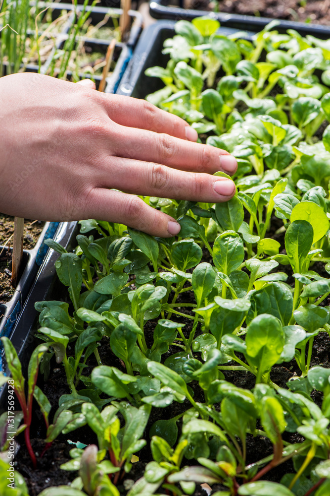 Hands examining trays of seedlings growing in greenhouse Hands examining trays of seedlings growing in greenhouse