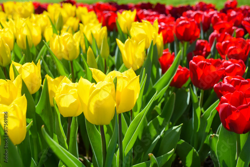 Flower background. Beautiful bouquet of tulips. Istanbul spring gardens. Istanbul tulip festival (Turkish: Istanbul Lale Festivali) photo