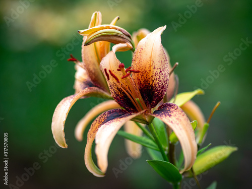 Beautiful lilies in the summer garden