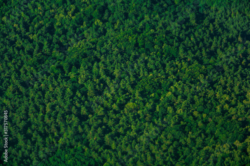 Green aerial top view forest. Evergreen spruce pattern photo
