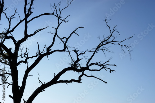 Silhouette of a dead tree against a blue sky. Outline of bare branches and branches. Dark vision of the earth. Ecology.