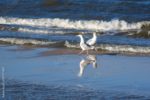 Two gulls are walking along the sandy beach between the waves on the Baltic Sea