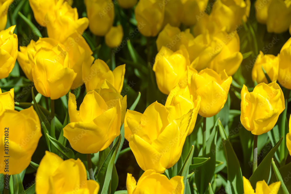 Yellow tulips growing in garden at spring time. Tulip in spring freshness. Yellow tulips growing in garden at spring time. Tulip in spring freshness.