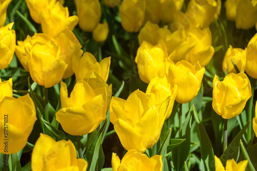 Yellow tulips growing in garden at spring time. Tulip in spring freshness.