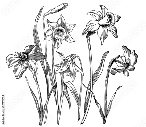Daffodils