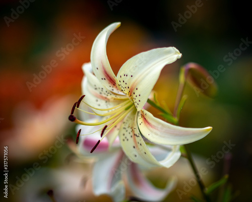 Beautiful lilies in the summer garden