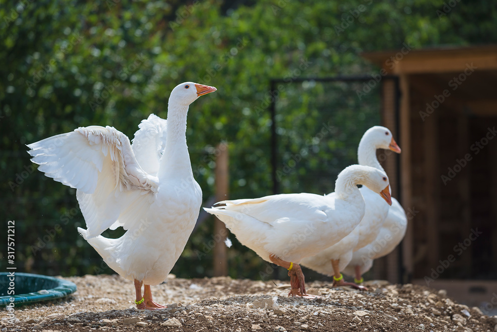 White geese in zoo on sunny summer day White geese in zoo on sunny summer day