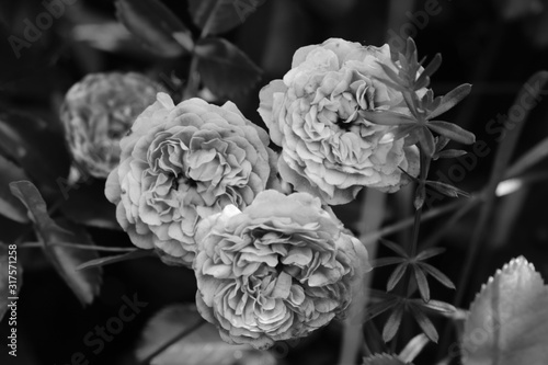 Rose buds in the garden black and white photo.