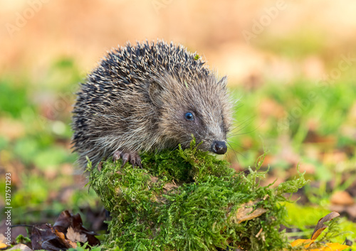 Hedgehog, wild, native, European hedgehog in natural woodland habitat with green moss and Autumn leaves. Facing right. Horizontal. Space for copy.