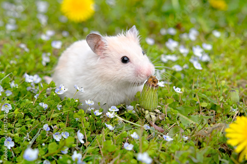 white hamster