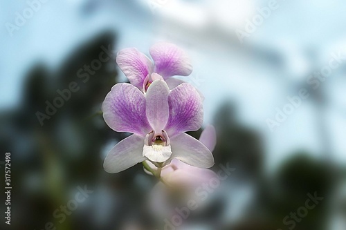 Dendobrium orchid with art background photo