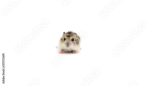 little hamster on a white background © Happy monkey