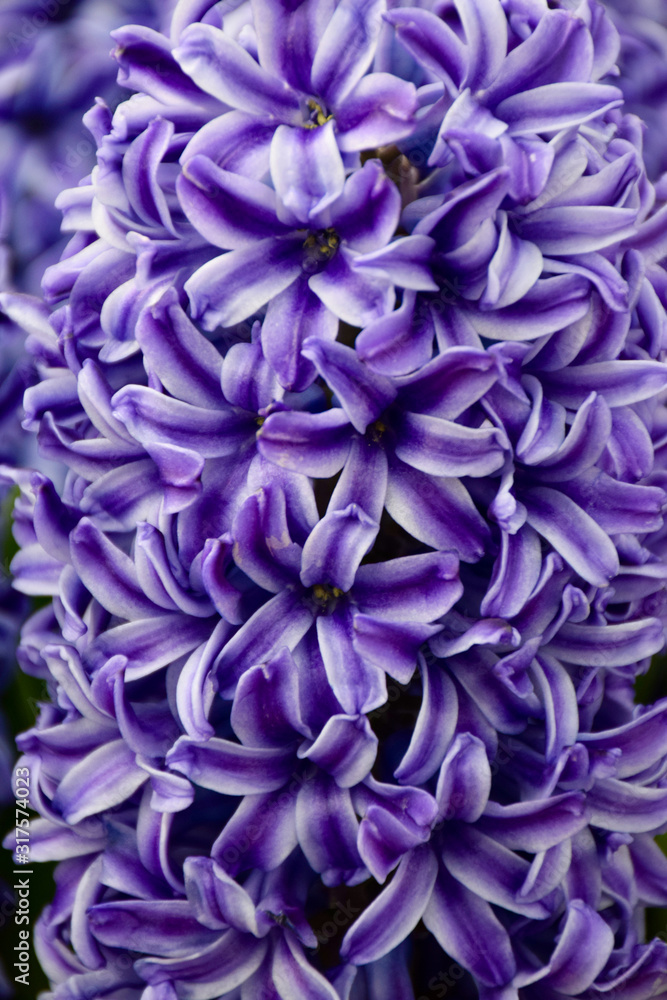 Close up of Purple Hyacinth flower, (Hyacinthus orientalis), Amsterdam, Netherlands. Close up of Purple Hyacinth flower, (Hyacinthus orientalis), Amsterdam, Netherlands.