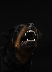 Angry dog with open mouth. Pet catches food. Rottweiler snarls