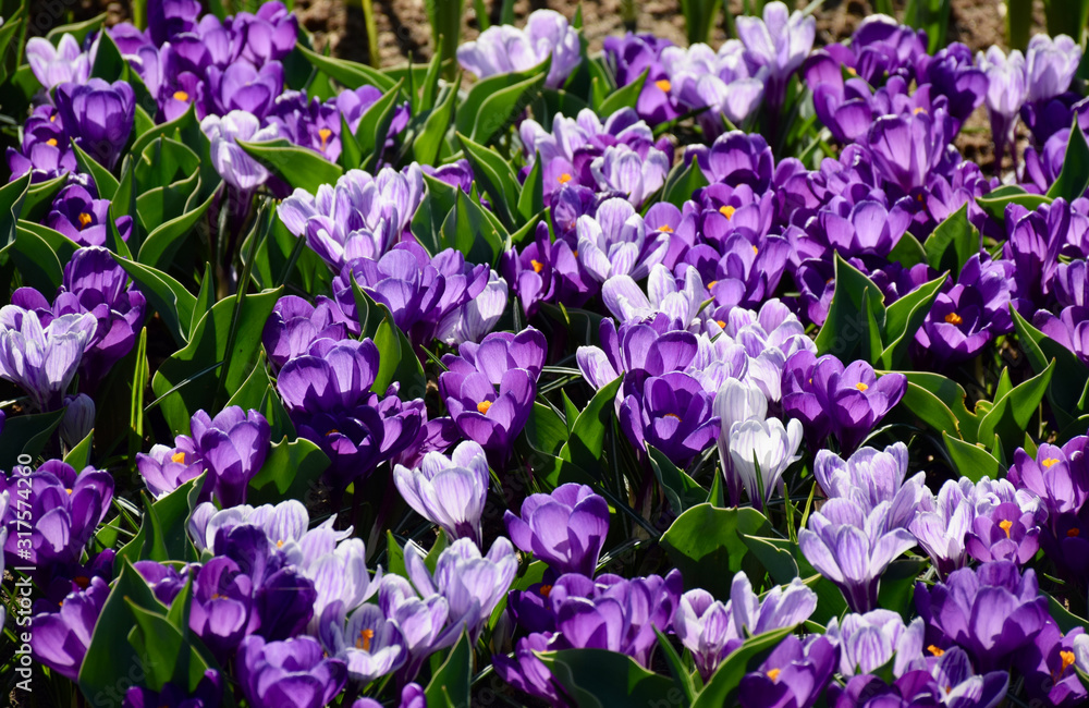 Spring purple flowers blooming. Dutch crocus in the garden. Amsterdam, Netherlands. Spring purple flowers blooming. Dutch crocus in the garden. Amsterdam, Netherlands.