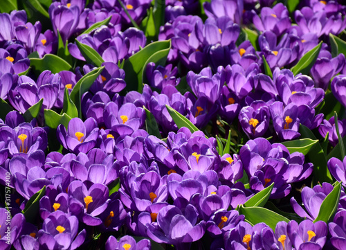 Spring purple flowers blooming. Dutch crocus in the garden. Amsterdam, Netherlands.