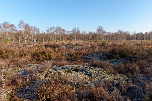 Touche aux Mulets plateau in the Fontainebleau forest