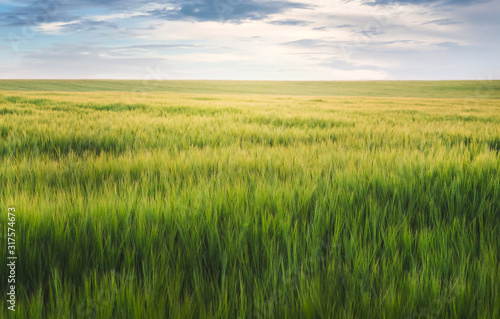 Field with green wheat in ripening period and sky with clouds above the field_