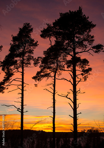 Evening sky and silhouettes of the pine trees, sunset in Hvittrask, Kirkkonummi, Finland