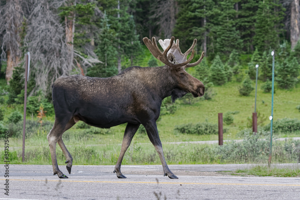 Shiras Moose in Colorado. Shiras are the smallest species of Moose in North America Shiras Moose in Colorado. Shiras are the smallest species of Moose in North America